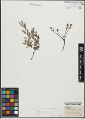 Foto von Salix repens subsp. incubacea (L.) A. Neumann